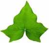 Ivy Leaf Image